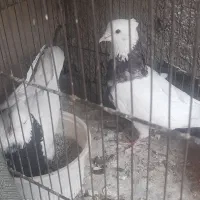 کفتر طوقی کاکلی پالخت هفرنگ  دوجفت|پرنده|تهران, کوثر|دیوار