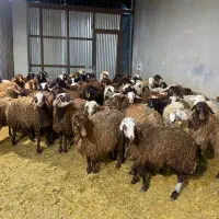 فروش بره افشار درجه یک|حیوانات مزرعه|اصفهان, جلوان|دیوار