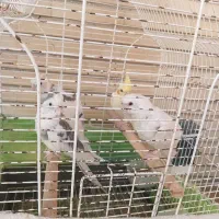 ۴ عدد عروس هلندی، قفس ، فنچ نر ۲ عدد ، خروس دشتیار