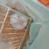 طوطی برزیلی