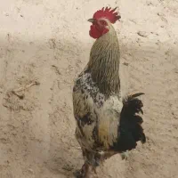 مرغ و خروس