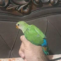جوجه طوطی برزیلی