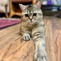 فروش گربه بریتیش اسکاتیش