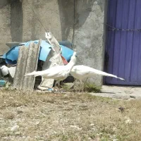 طاووس سفید|پرنده|بابل, |دیوار