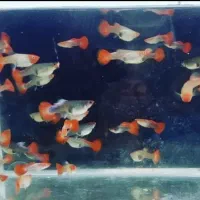 ماهی مولی و گوپی بهترین نژاد و بهترین سایز