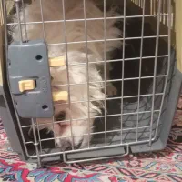 سگ پا کوتاه سفید. خیلی با نمک|سگ|یزد, |دیوار