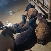 بره نر ۶۰ تا ۷۰ کیلو