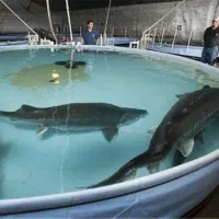 نیروی تولید در مزرعه پرورش ماهی