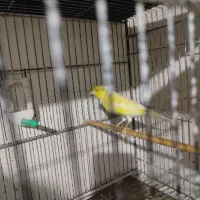 قناری سوپری کاکلی نر مست بخون|پرنده|بجنورد, |دیوار