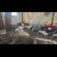 کبوتر طوقی|پرنده|هرند, |دیوار