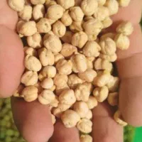 نخود ابگوشتی برنده صالح