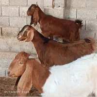 بز سر سینه آبستن