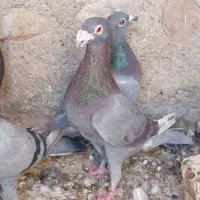 کبوتر بابته|پرنده|کوه چنار, |دیوار