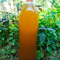 آبغوره خانگی و طبیعی.تازه و با کیفیت