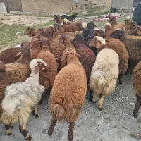 گوسفند کاور نر