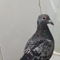 سبز پولکی نرجوون پررشی