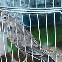 ۲عدد سهره نر|پرنده|بیرجند, |دیوار