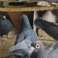 کبوتر کلاغ گوگ|پرنده|کرمان, |دیوار