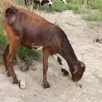 کهره ، بز، نری