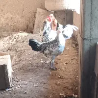 قو ، غاز ، مرغ ، تخم ، خوراک|حیوانات مزرعه|آبادان, |دیوار