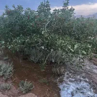 فروش آب و زمین کشاورزی نهبندان