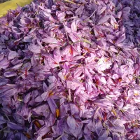 زعفران تازه عیار بالا|خوردنی و آشامیدنی|سبزوار, فیاض|دیوار