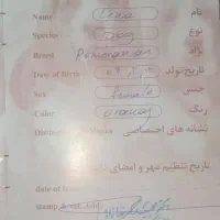 واگذاری نژاد پامر|سگ|رباطکریم, رباطکریم|دیوار