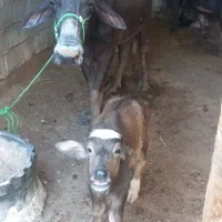 گاومیش دوتا