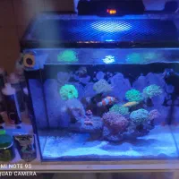 آکواریوم آب شور کامل|ماهی|ری, دیلمان|دیوار