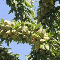 نهالستان سهند(فروش انواع نهال مثمر و غیر مثمر)|خدمات باغبانی و درختکاری|سمنان, |دیوار