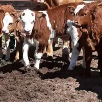 شعبه اصلی وارداتی دام