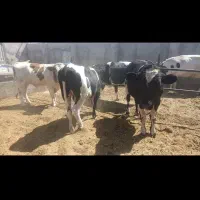 فروش سه راس گوساله نر
