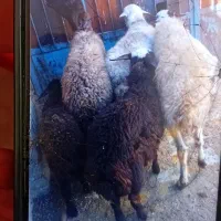 گوسفند.میش و بره