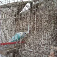 جفت مرغ عشق آبی با بچه