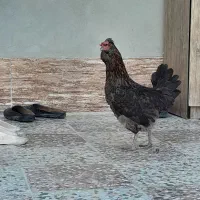 مرغ|حیوانات مزرعه|خورموج, |دیوار