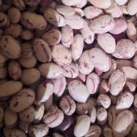 لوبیا قرمز کپسولی(فقط عمده )|خوردنی و آشامیدنی|رستم, |دیوار