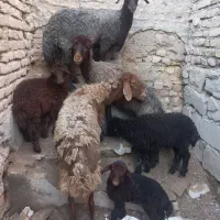 میش بره افشاری کاور