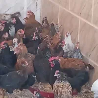 بزرگ ترین حراج جوجه مرغ خروس در شیراز  ارسال رایگا|حیوانات مزرعه|شیراز, قلعه نو|دیوار