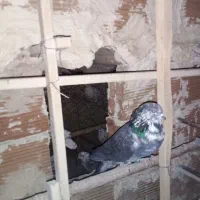 کفتر پرشی|پرنده|خاوران, |دیوار