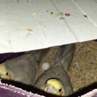 پرنده|پرنده|بندر امام خمینی, |دیوار