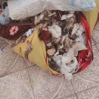 پشم گوسفندی تمیز‌و شسته شده