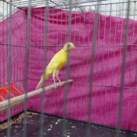 قناری نرطلایی یسر|پرنده|الوند, |دیوار