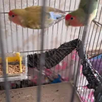 یک جفت کوتوله مولد