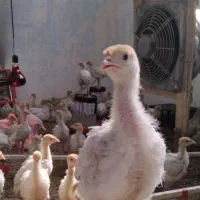 جوجه‌بوقلمون‌بیوتی‌یک‌ماهه