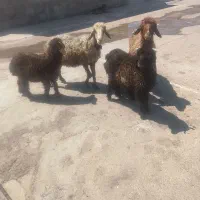 بره نر ۳تا میش ۲تا دونه 16میلیون