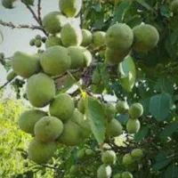 باغ گردو ۱۲۰۰ متر