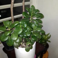 گل برگ قاشقی