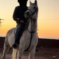 اسب مادیان فروشی