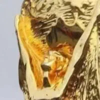 دو قطعه.زینتی پیدا شده