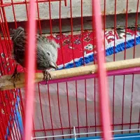 یک عدد جوجه ی قناری 5 ماه به شرط سالم با قفس